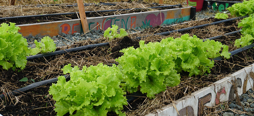 CULTIVANDO ESTILOS DE VIDA SALUDABLES